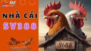 đá gà cựa dao sv388