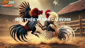 sv388 có Lừa đảo không